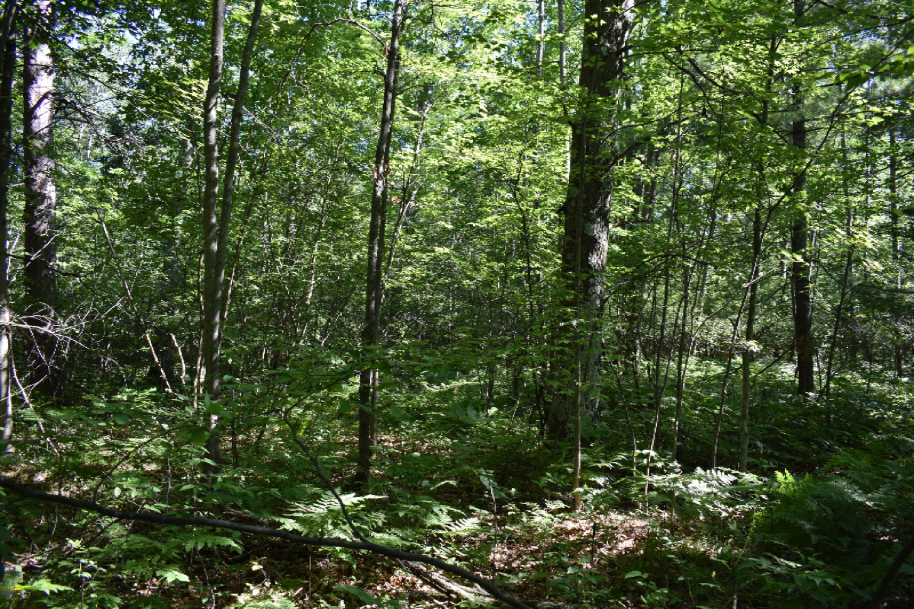 Clements Road Brethren, MI 49619 - Photo 3 of 4 DSC_0252