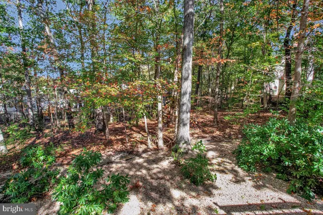 a view of a yard with plants and trees