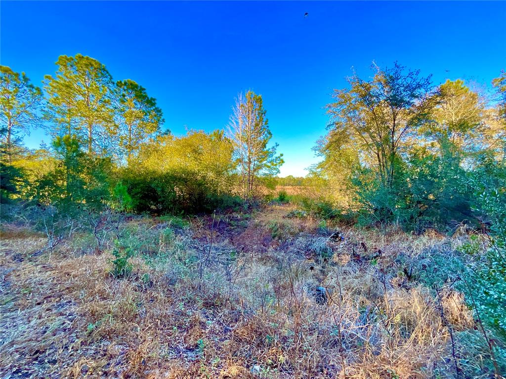 Tbd Lakeview Way Interlachen, FL 32148 - Photo 2 of 14