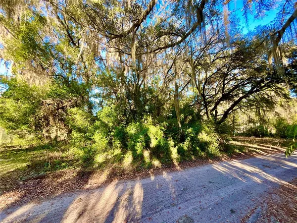 a view of a yard with large trees