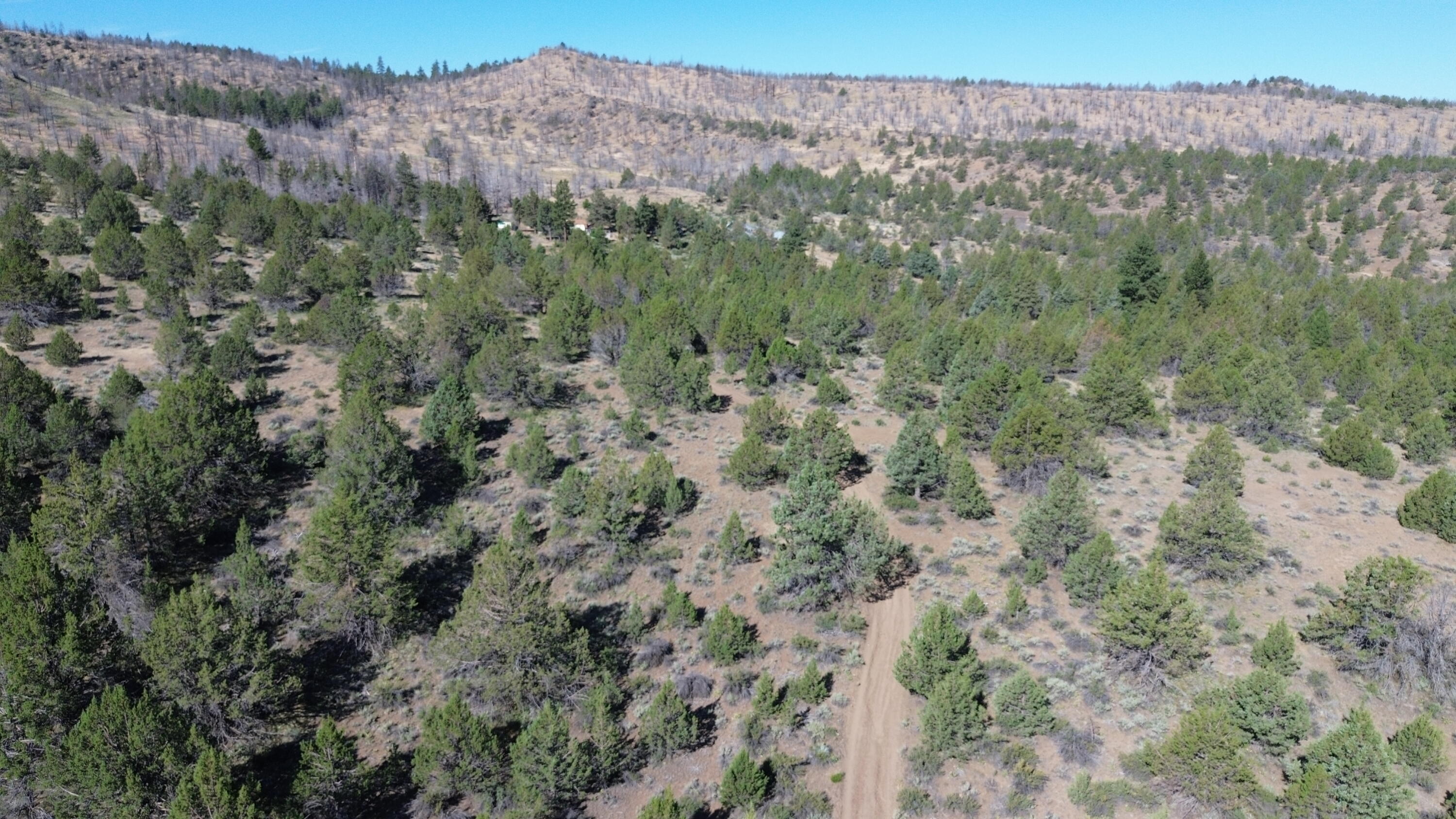 Lot 28 Butte Road Adin, CA 96006 - Photo 13 of 19 a view of a forest with a mountain in the background