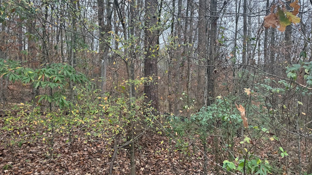 301 Satellite Circle Fortson, GA 31808 - Photo 21 of 24 a view of a yard with a tree