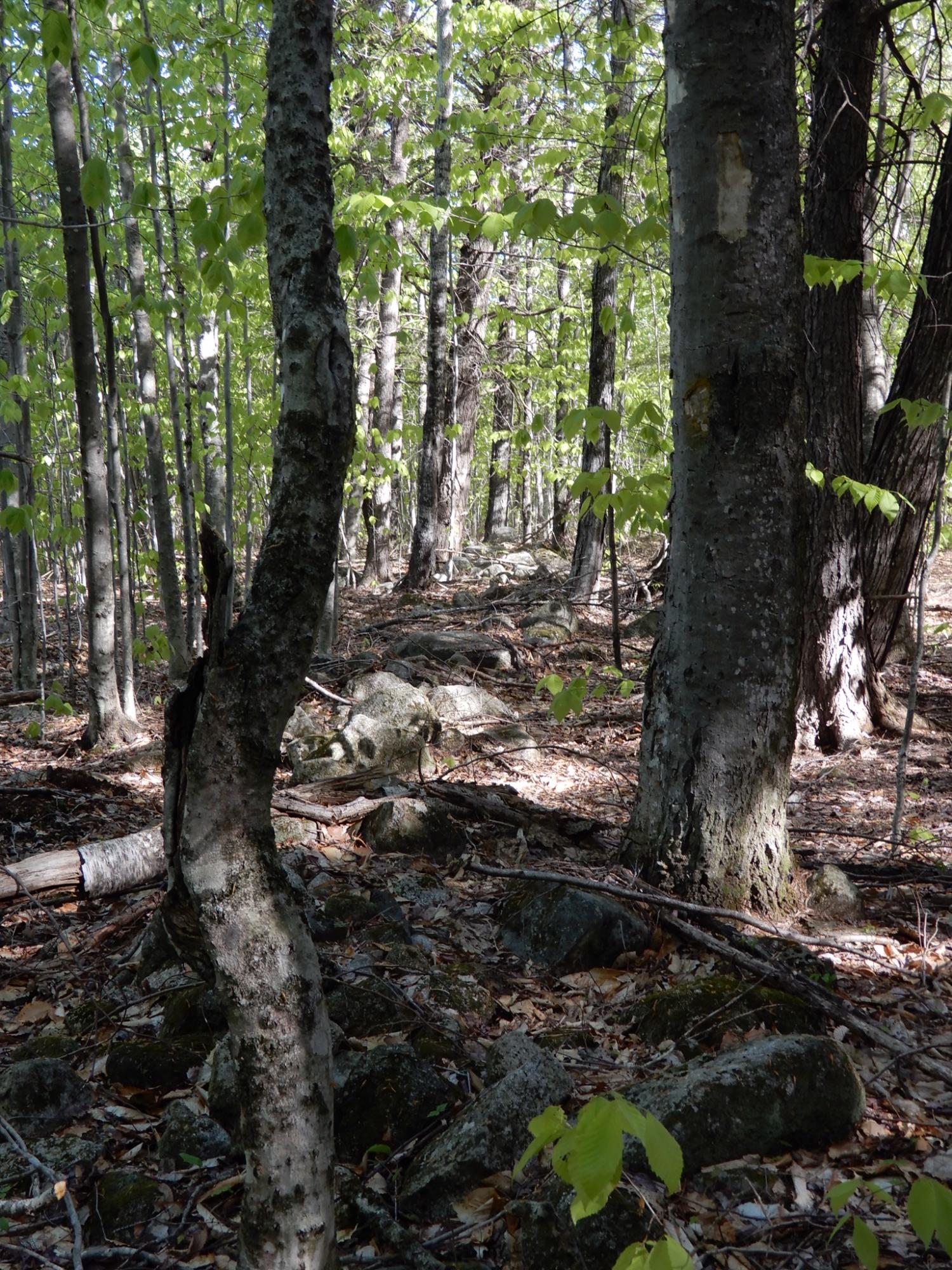 2 Pine Bluff Road Embden, ME 04958 - Photo 25 of 36 image00008