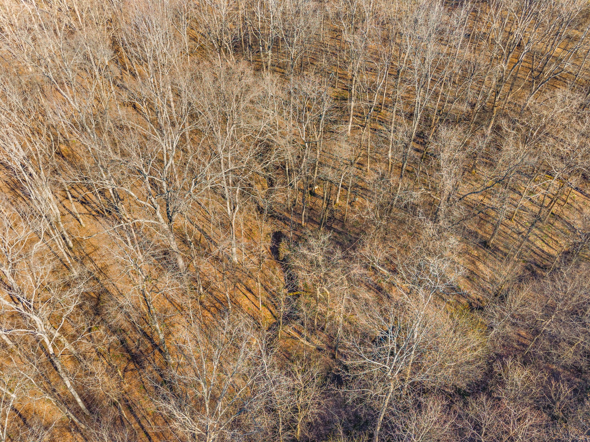 3650 Lake Road Woodlawn, TN 37191 - Photo 16 of 19 a close up of a plant