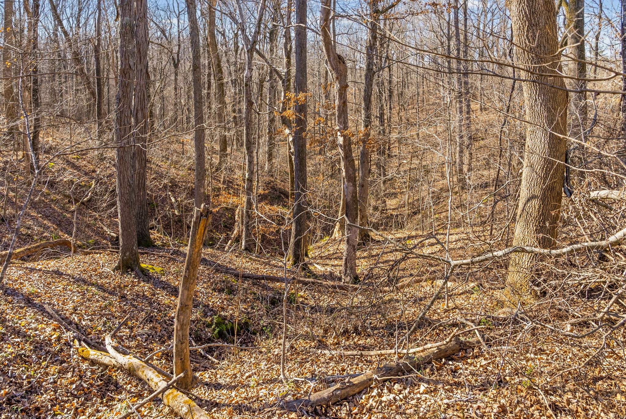 3650 Lake Road Woodlawn, TN 37191 - Photo 4 of 19