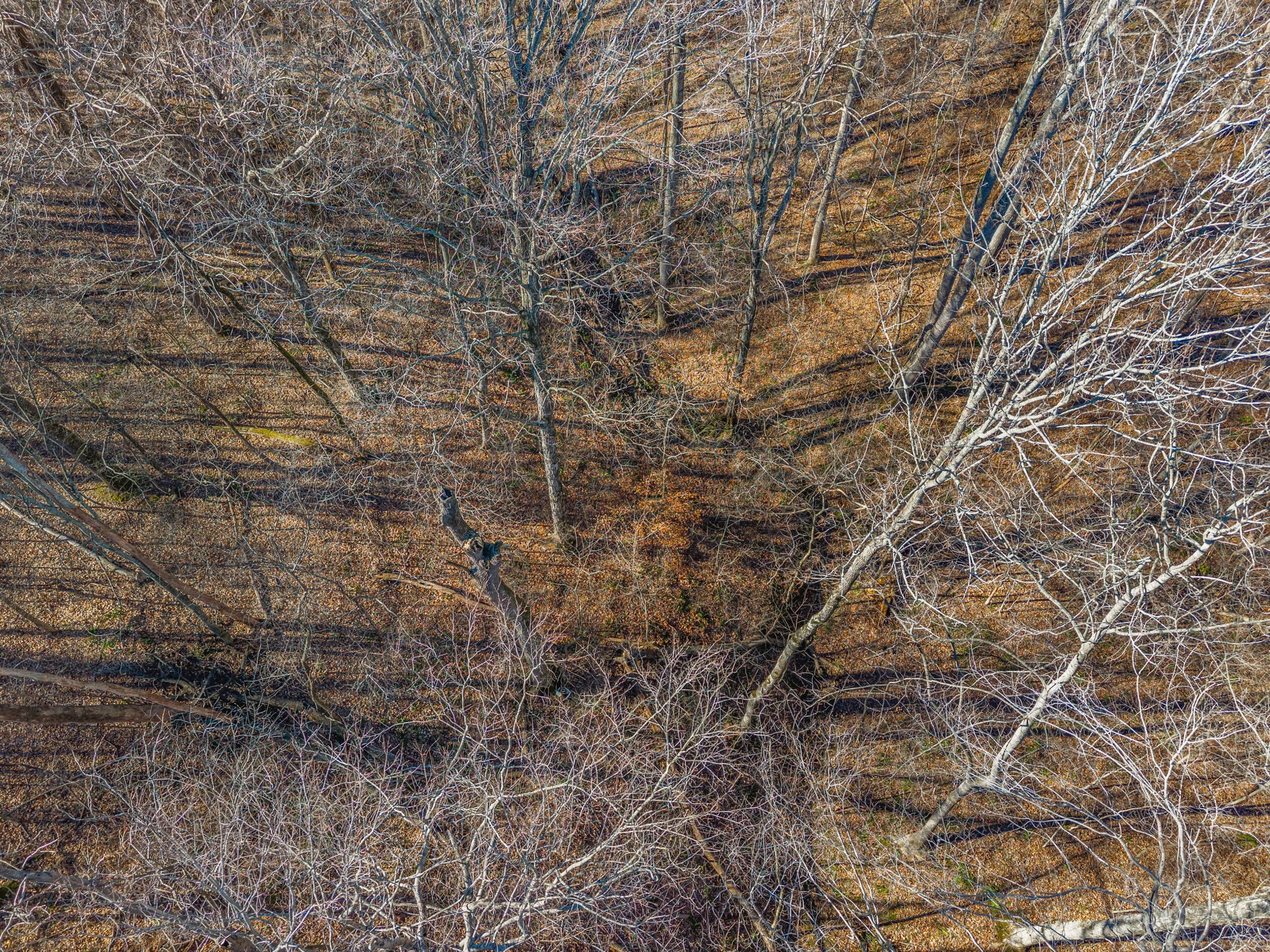 3650 Lake Road Woodlawn, TN 37191 - Photo 9 of 19 a view of a yard with a tree