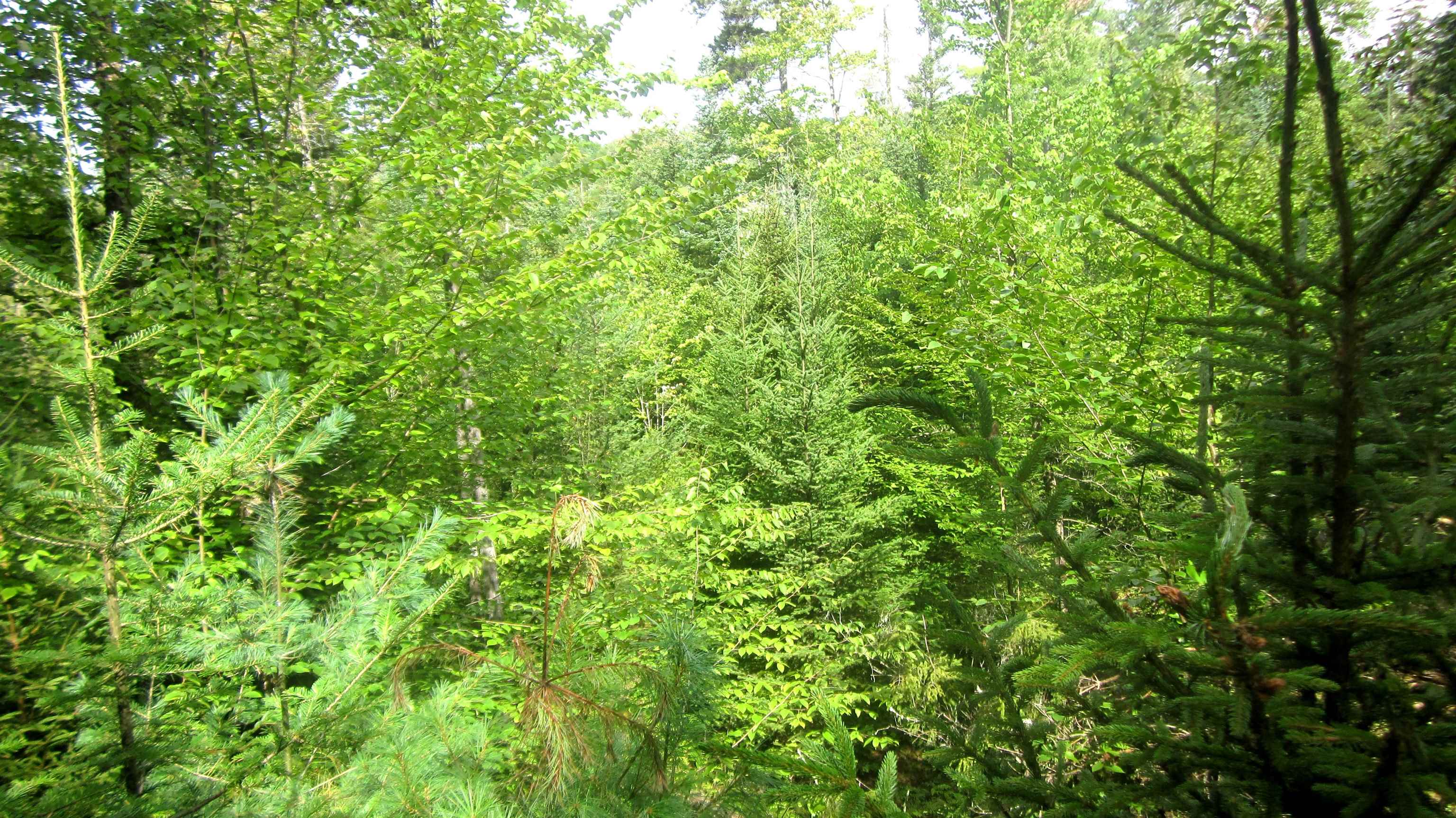 1792 Lincoln Road Ripton, VT 05766 - Photo 12 of 17
