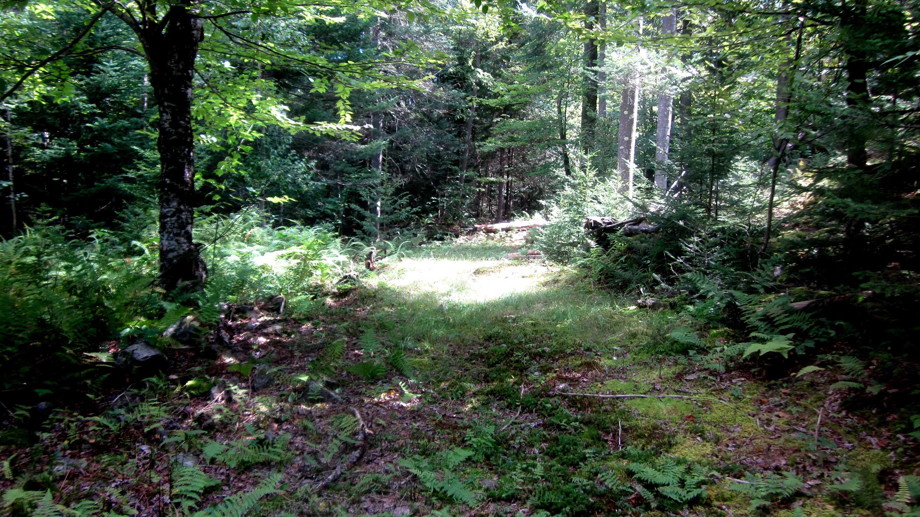 1792 Lincoln Road Ripton, VT 05766 - Photo 3 of 17