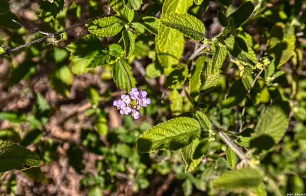 $37,500 | Tbd Tbd Salem Point Drive, Del Rio, TX 78840