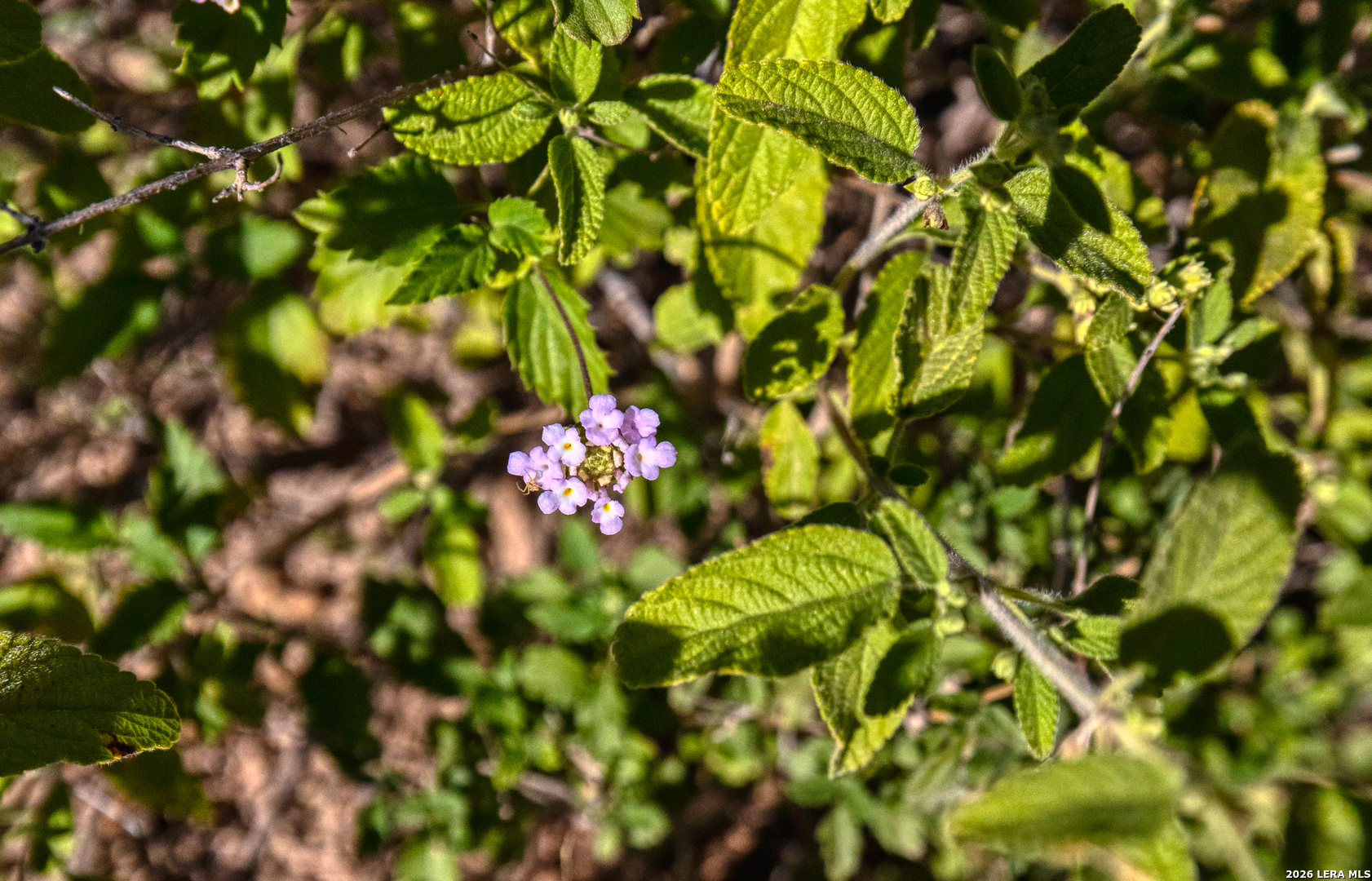 Tbd Tbd Salem Point Drive Del Rio, TX 78840 - Photo 14 of 34
