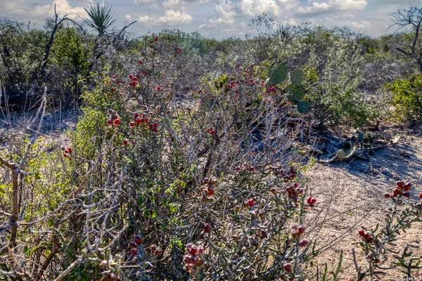 $37,500 | Tbd Tbd Salem Point Drive, Del Rio, TX 78840