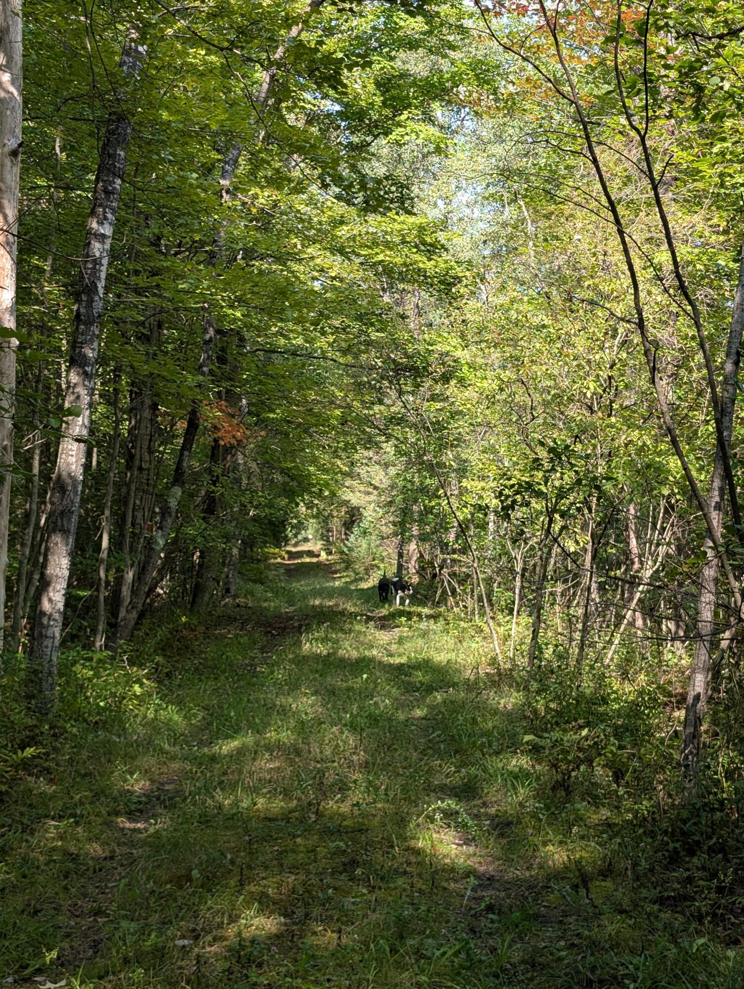 15744 Creamery Road Kaleva, MI 49645 - Photo 10 of 15 PXL_20250909_180501784