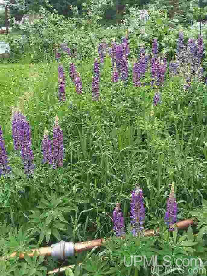 N5057 Benson Road Chatham, MI 49816 - Photo 33 of 50