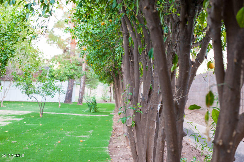 75 East Silver Creek Road Gilbert, AZ 85296 - Photo 13 of 18 Orange Trees Line the Sides of the Lot