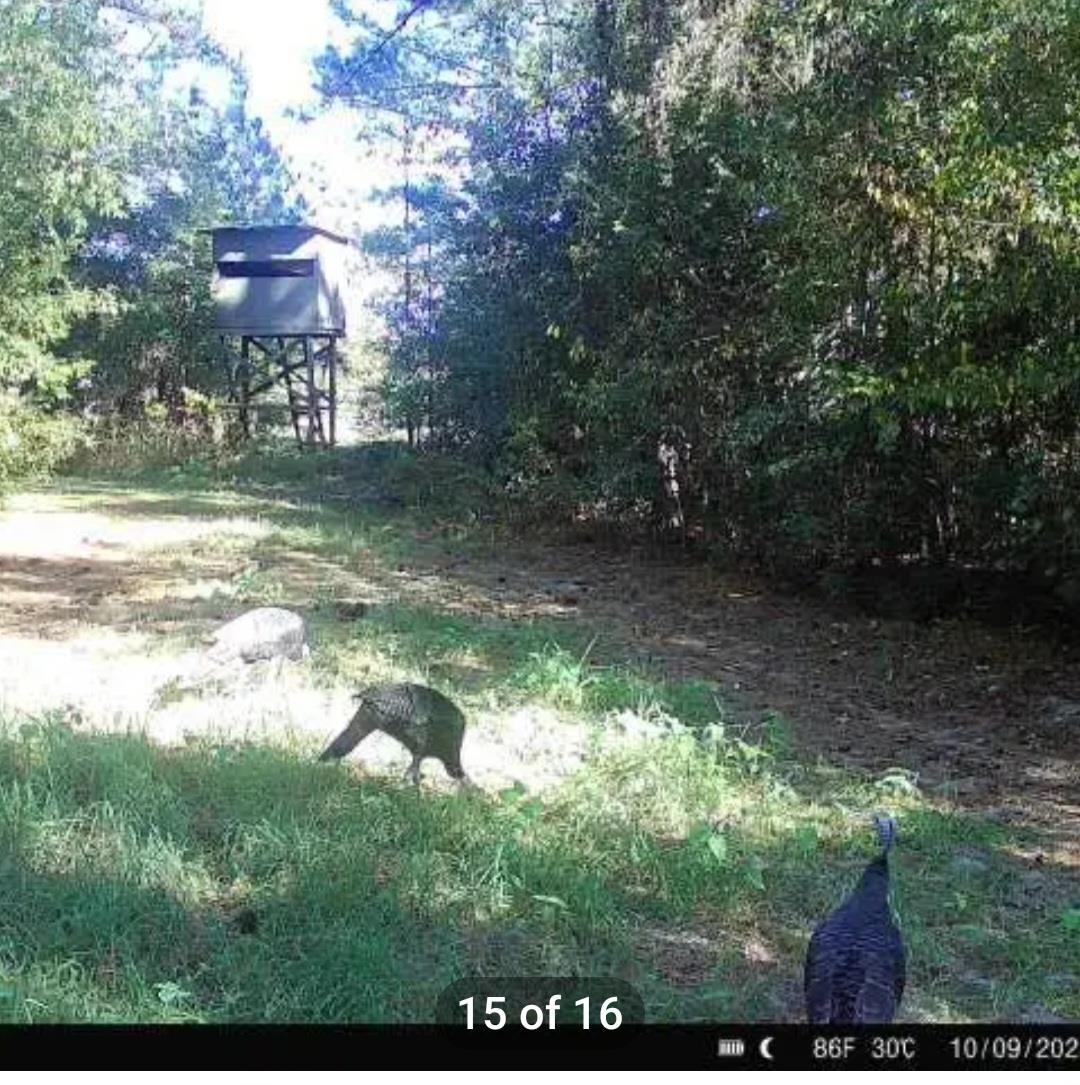 863 Lonnie Clark Road Quincy, FL 32351 - Photo 3 of 33 Gallery Image 3