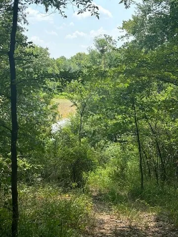 a view of a forest with a street