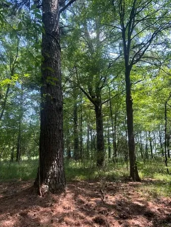 a view of a forest