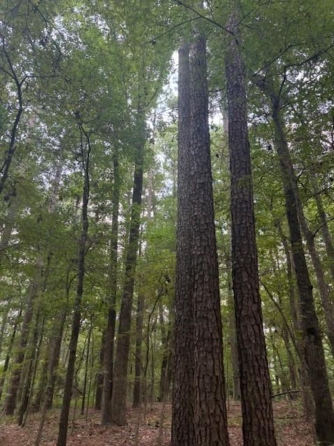 0 Bodcau Station Road Haughton, LA 71037 - Photo 6 of 8