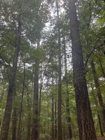 a view of a forest that has large trees