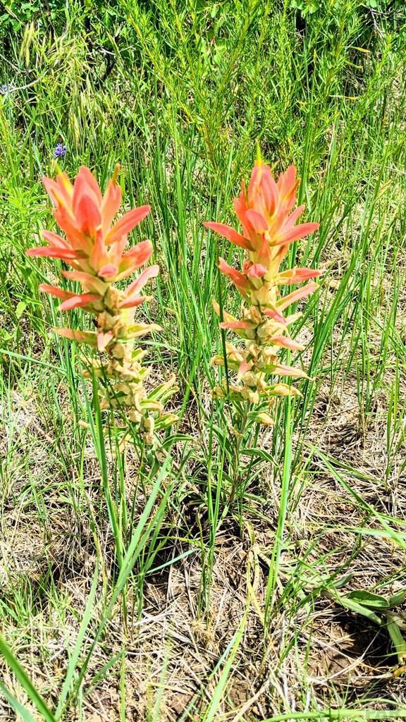 Tbd Tbd Piegans Rye, CO 81069 - Photo 22 of 23