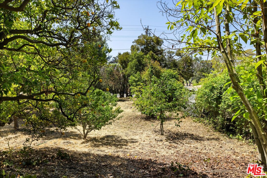 819 Cheltenham Road Santa Barbara, CA 93105 - Photo 2 of 6 a view of a tree in a yard with plants and large trees