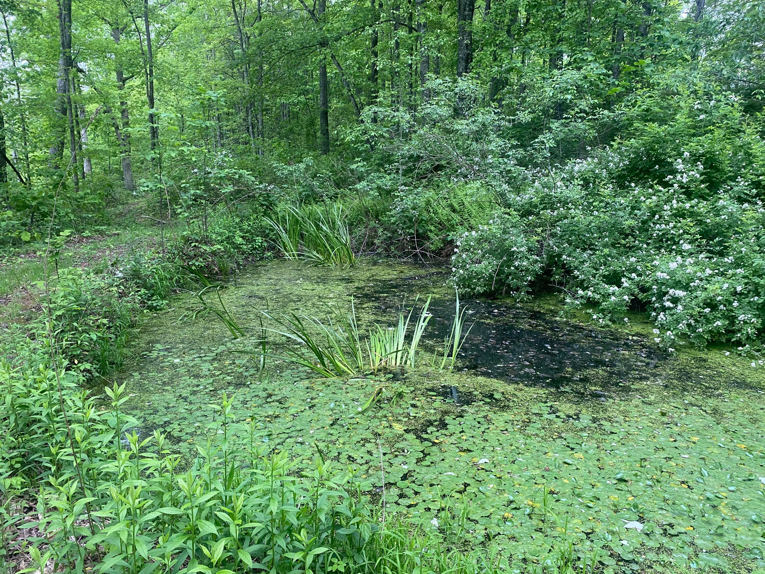 254 Tanyard Road Smoot, WV 24977 - Photo 61 of 84 Gallery Image 61