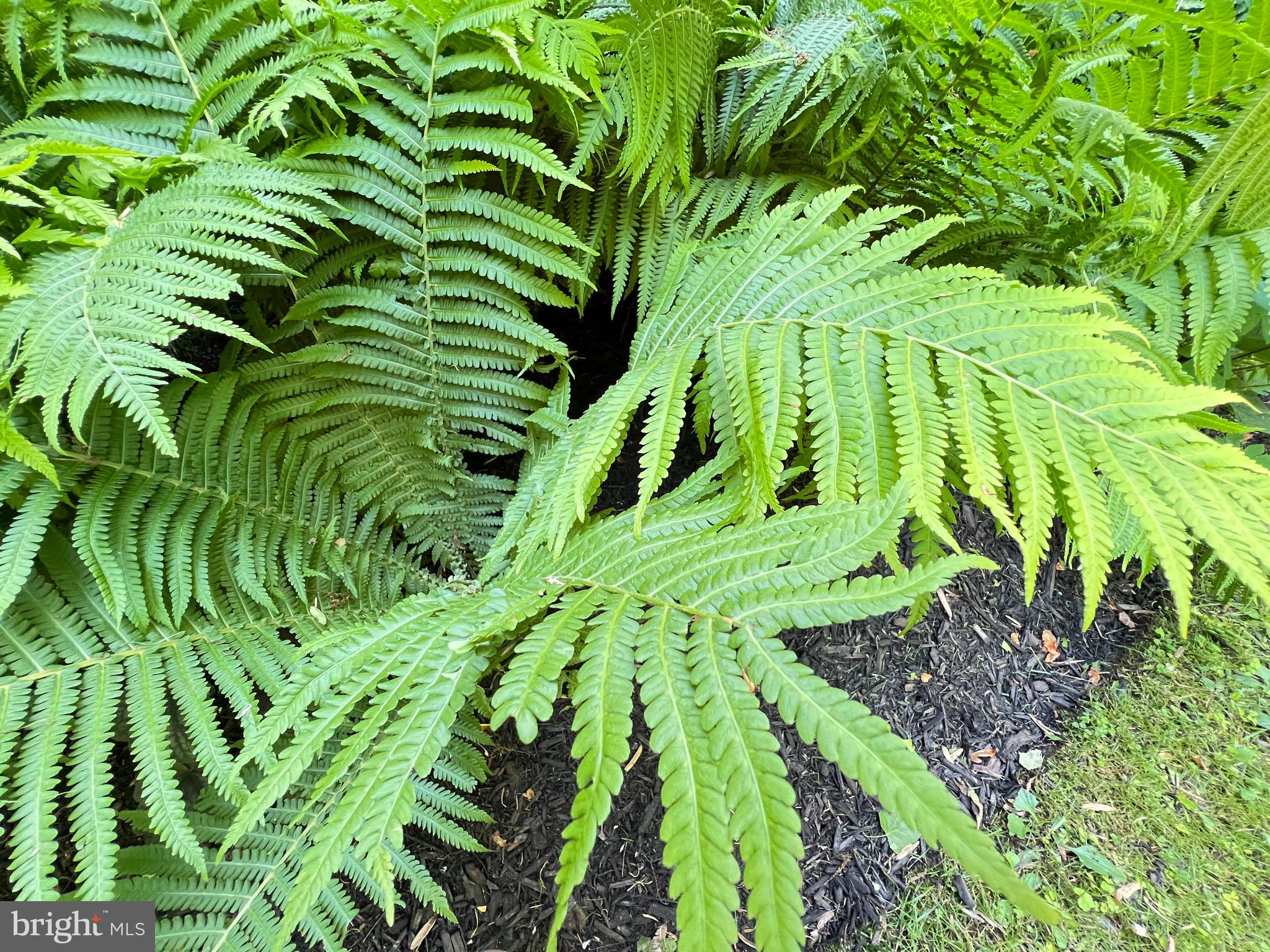 1027 Hart Road Baltimore, MD 21286 - Photo 62 of 94 a plant plant in a garden