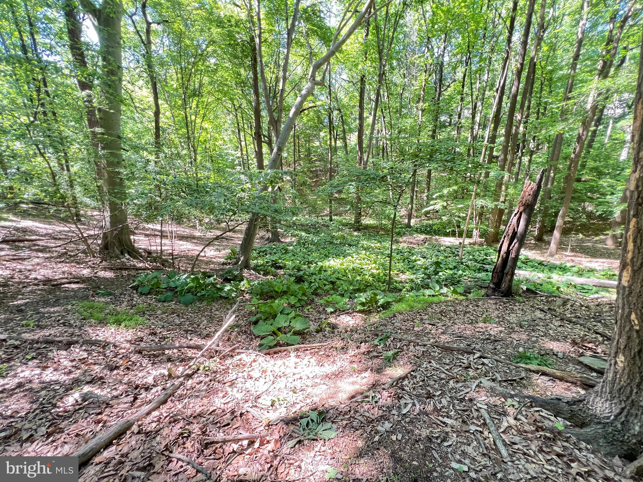 1027 Hart Road Baltimore, MD 21286 - Photo 72 of 94 a backyard of a house with lots of green space