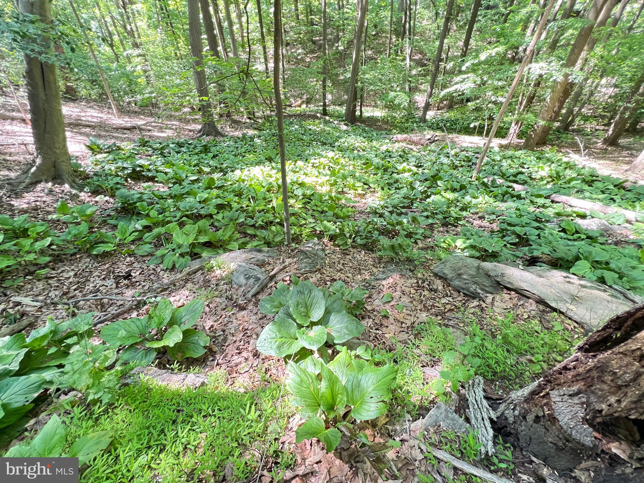 1027 Hart Road Baltimore, MD 21286 - Photo 73 of 94 a view of yard with green space