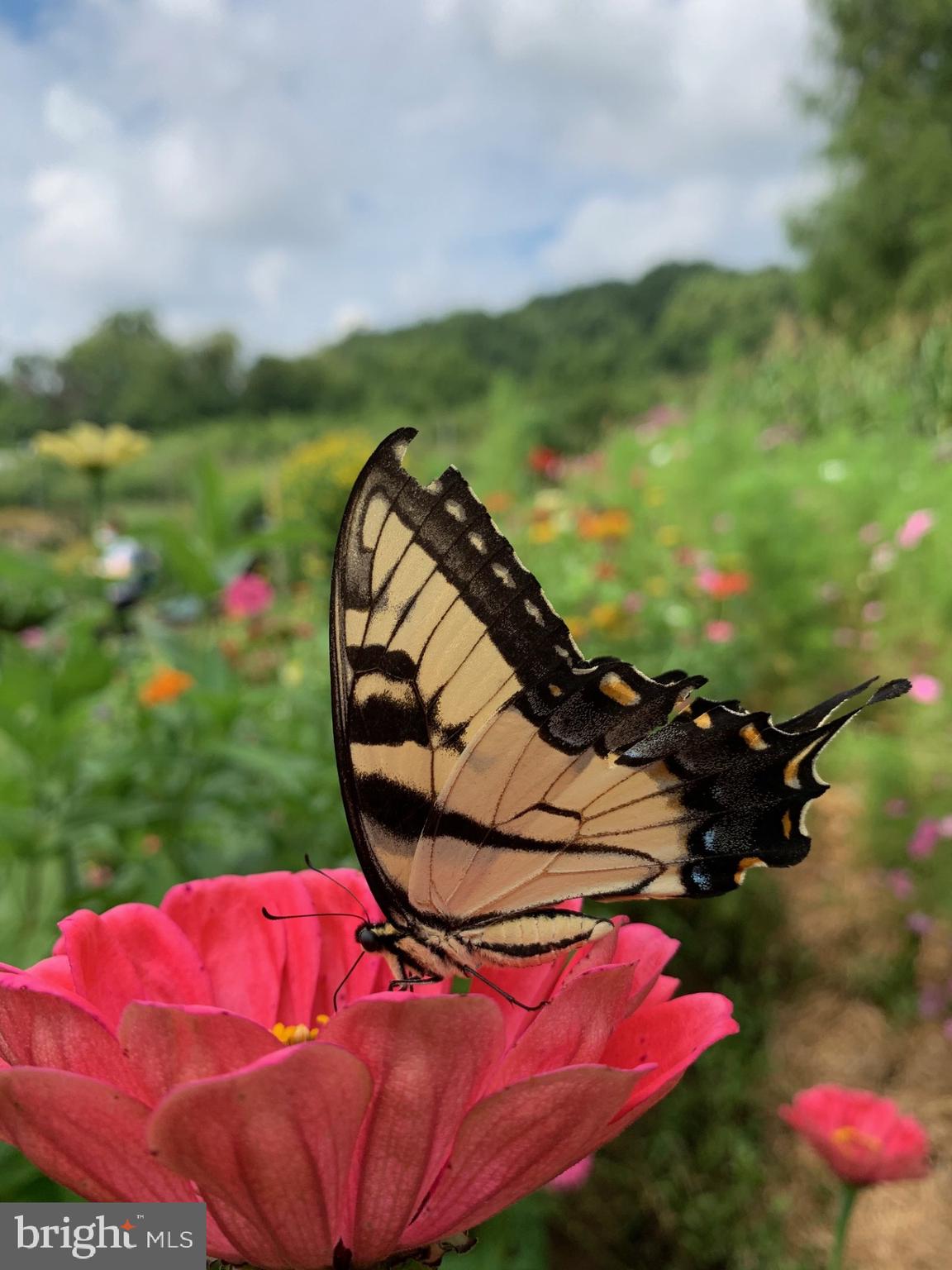 1027 Hart Road Baltimore, MD 21286 - Photo 79 of 94 Cromwell Valley Park monarch butterfly