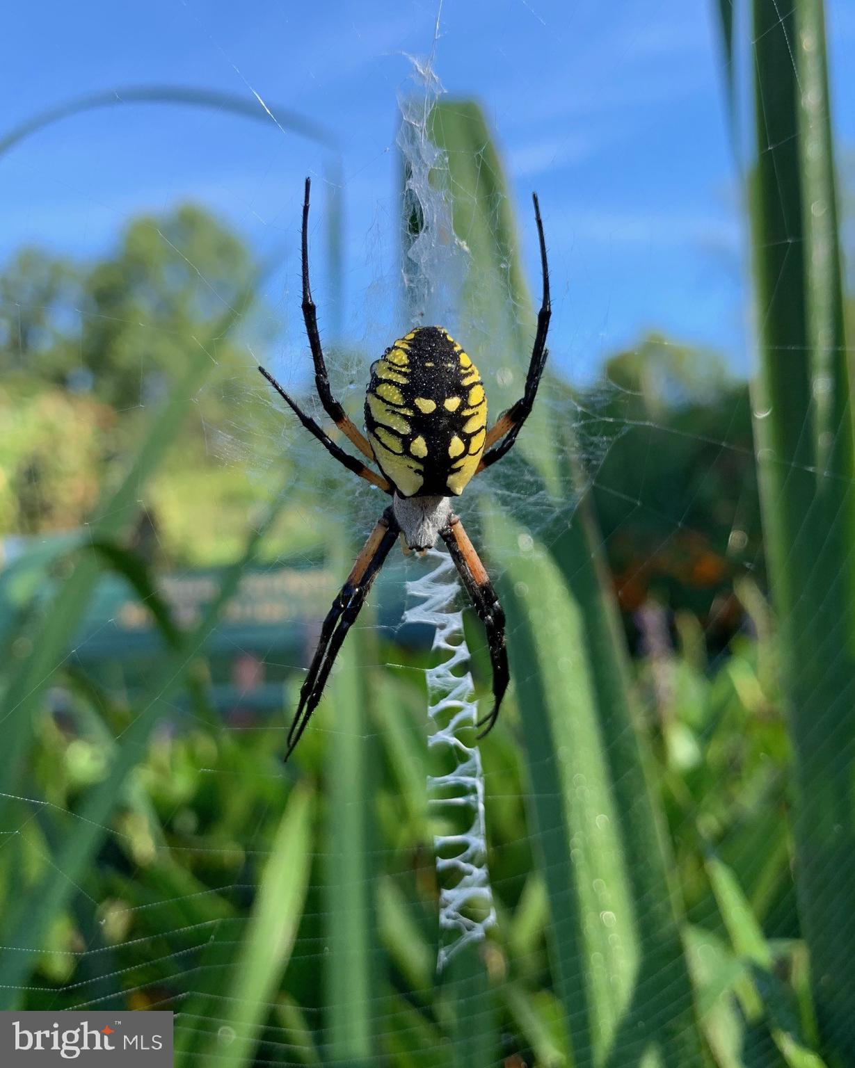 1027 Hart Road Baltimore, MD 21286 - Photo 80 of 94 Cromwell Valley Park yellow garden spider