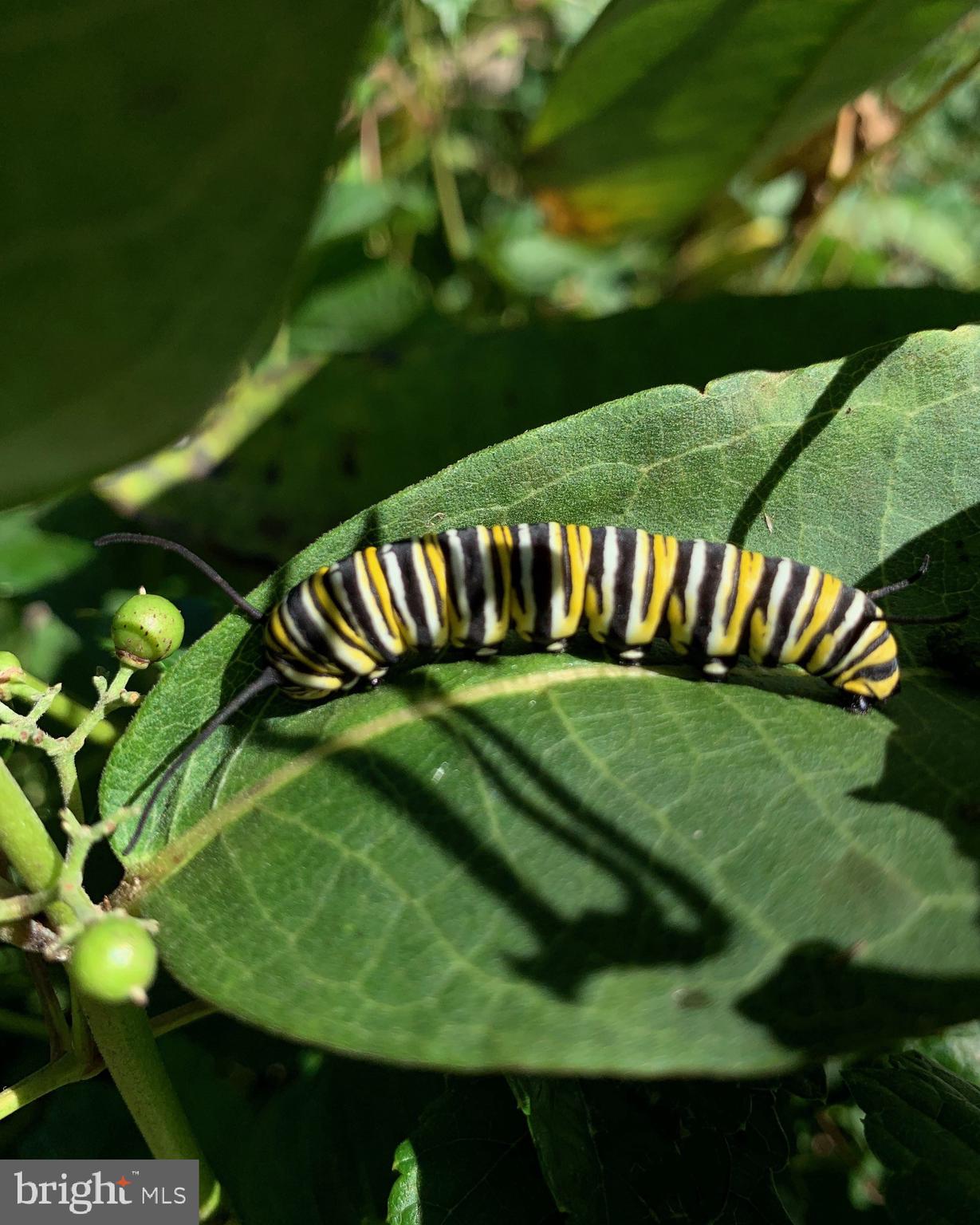 1027 Hart Road Baltimore, MD 21286 - Photo 81 of 94 Cromwell Valley Park fauna