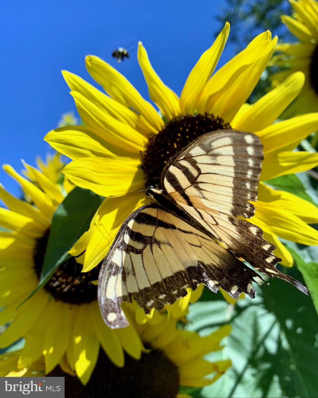 1027 Hart Road Baltimore, MD 21286 - Photo 82 of 94 Cromwell Valley Park fauna