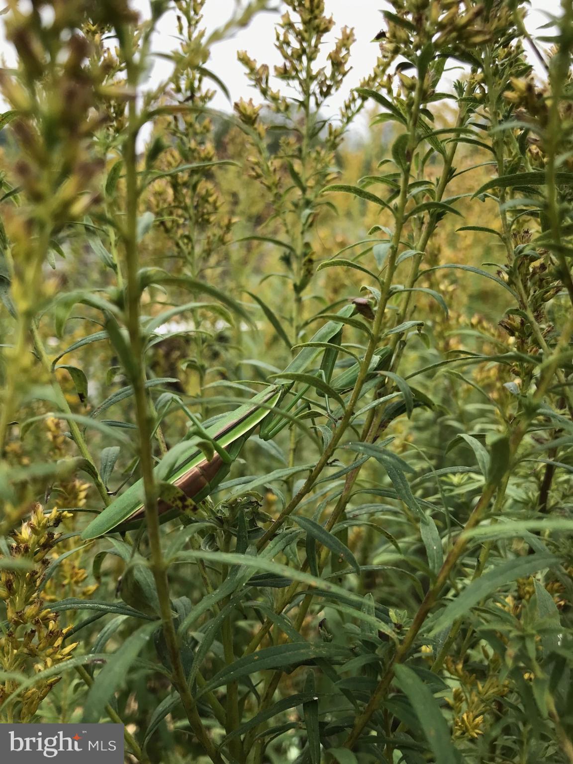 1027 Hart Road Baltimore, MD 21286 - Photo 85 of 94