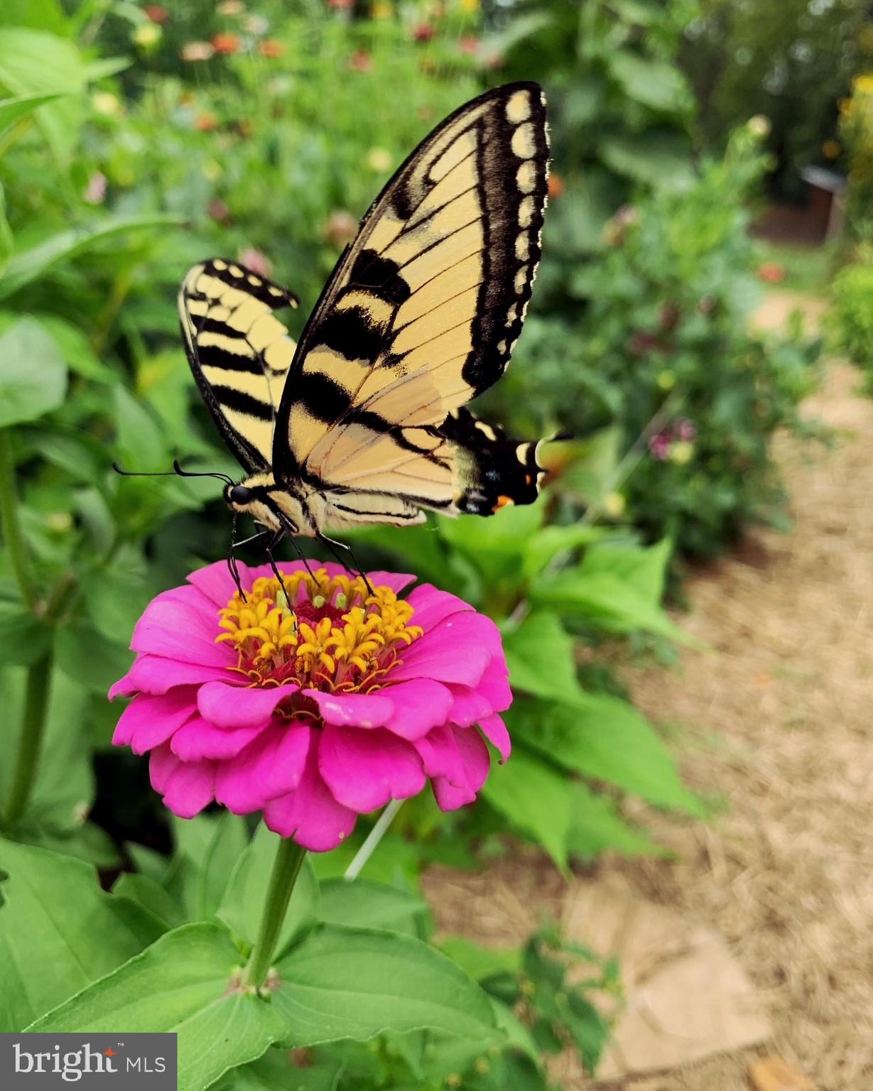 1027 Hart Road Baltimore, MD 21286 - Photo 86 of 94 a view of a flower in a garden