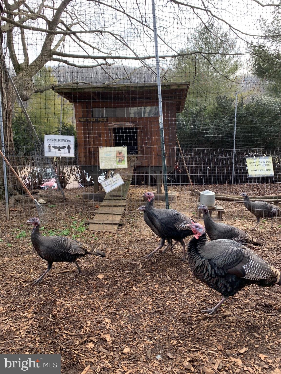 1027 Hart Road Baltimore, MD 21286 - Photo 87 of 94 a backyard of a house with barbeque oven fire pit table and chairs