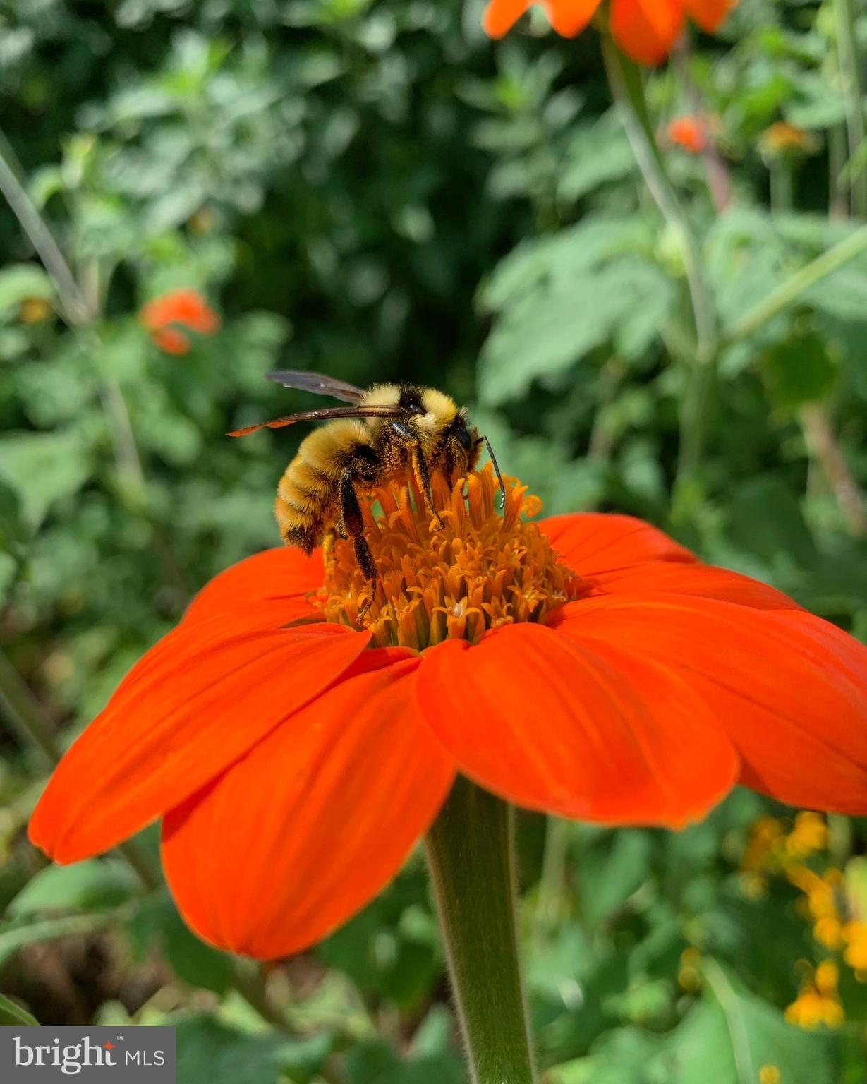 1027 Hart Road Baltimore, MD 21286 - Photo 88 of 94 a view of a wooden floor with a yard