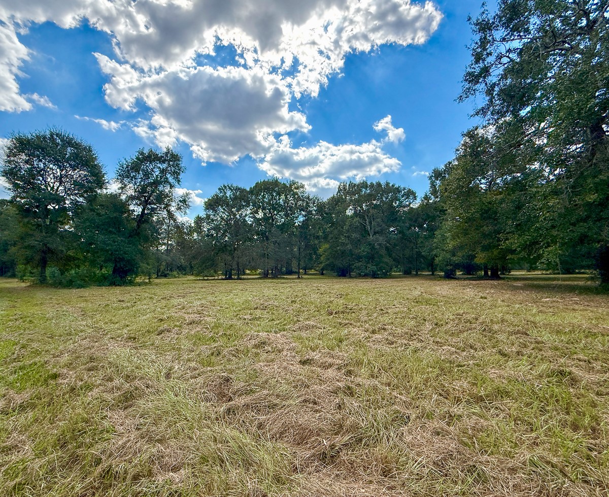 0 Mt Zion Road New Waverly, TX 77358 - Photo 3 of 17 a view of a bunch of trees and houses