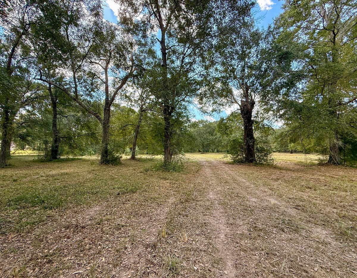 0 Mt Zion Road New Waverly, TX 77358 - Photo 6 of 17 a view of outdoor space with trees