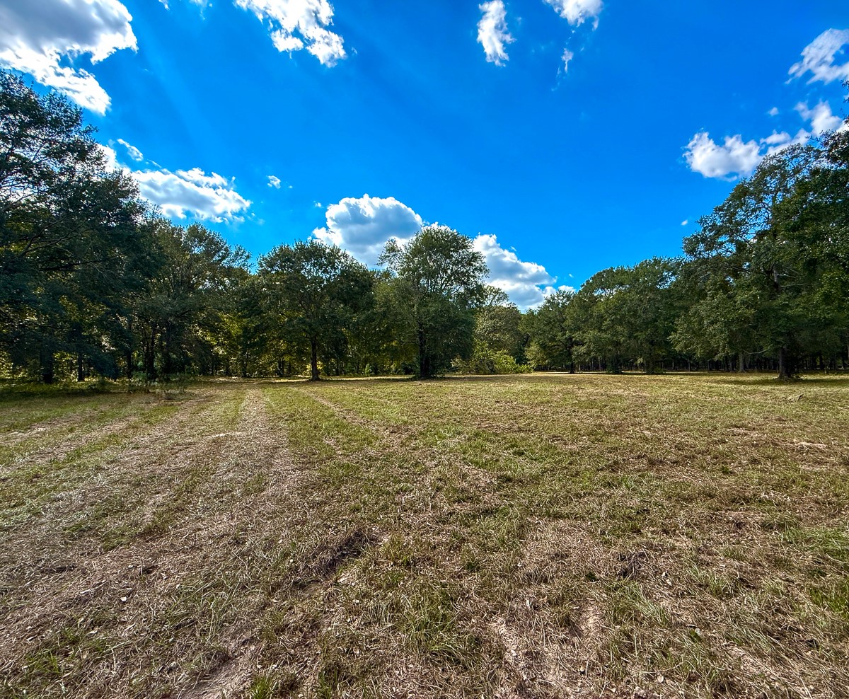 0 Mt Zion Road New Waverly, TX 77358 - Photo 7 of 17 a view of a green field
