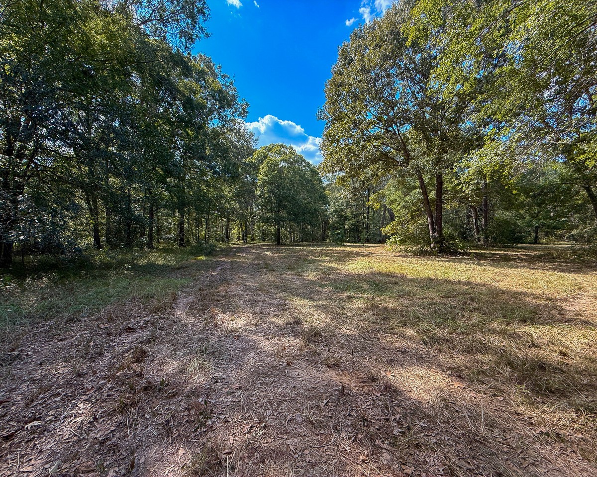 0 Mt Zion Road New Waverly, TX 77358 - Photo 8 of 17 a view of outdoor space with trees