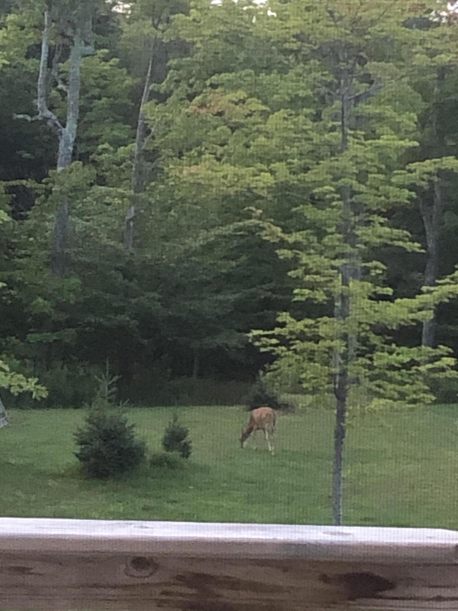 21652 Ridge Road Grand Marais, MI 49839 - Photo 11 of 67 IMG_4250