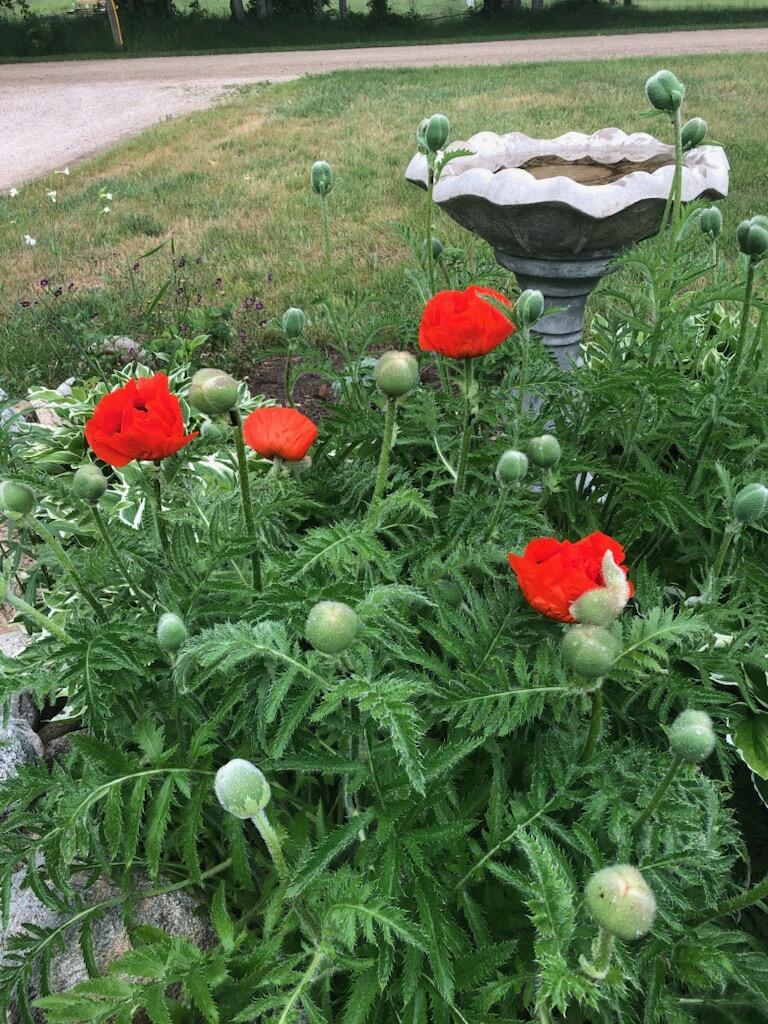 21652 Ridge Road Grand Marais, MI 49839 - Photo 4 of 67 IMG_5185