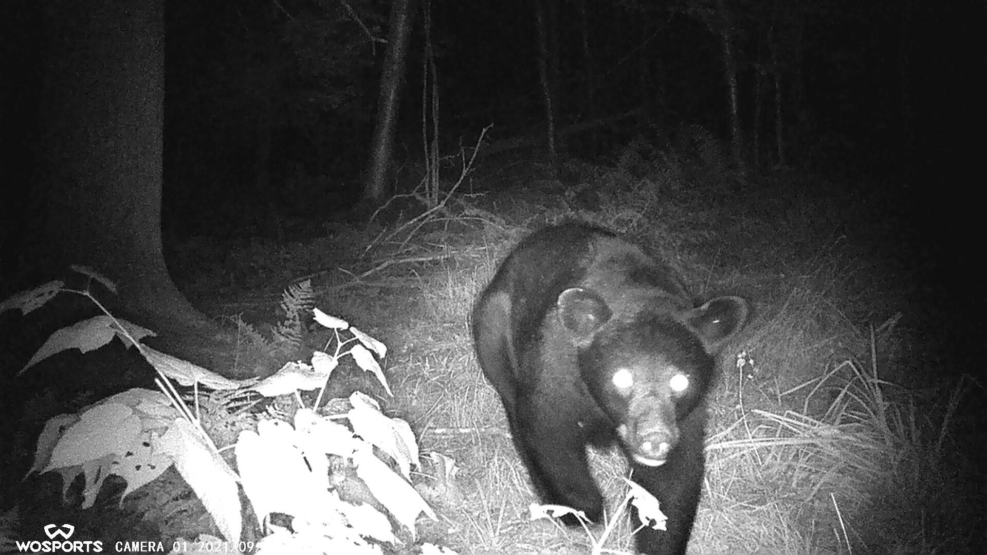 21652 Ridge Road Grand Marais, MI 49839 - Photo 59 of 67 00000216