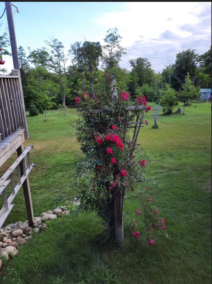 21652 Ridge Road Grand Marais, MI 49839 - Photo 9 of 67 rose