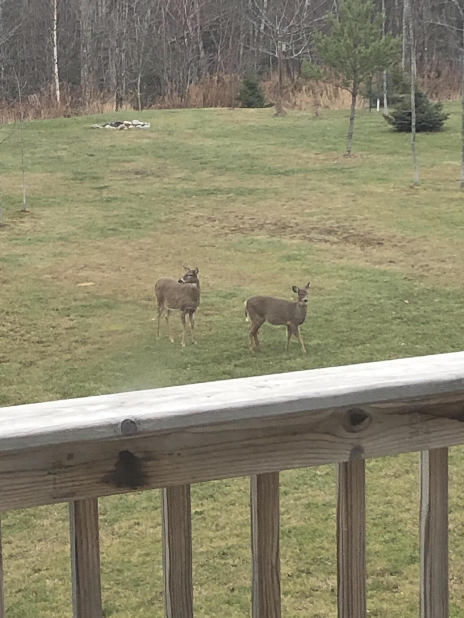 21652 Ridge Road Grand Marais, MI 49839 - Photo 10 of 67 IMG_4573