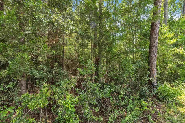 a view of a lush green forest