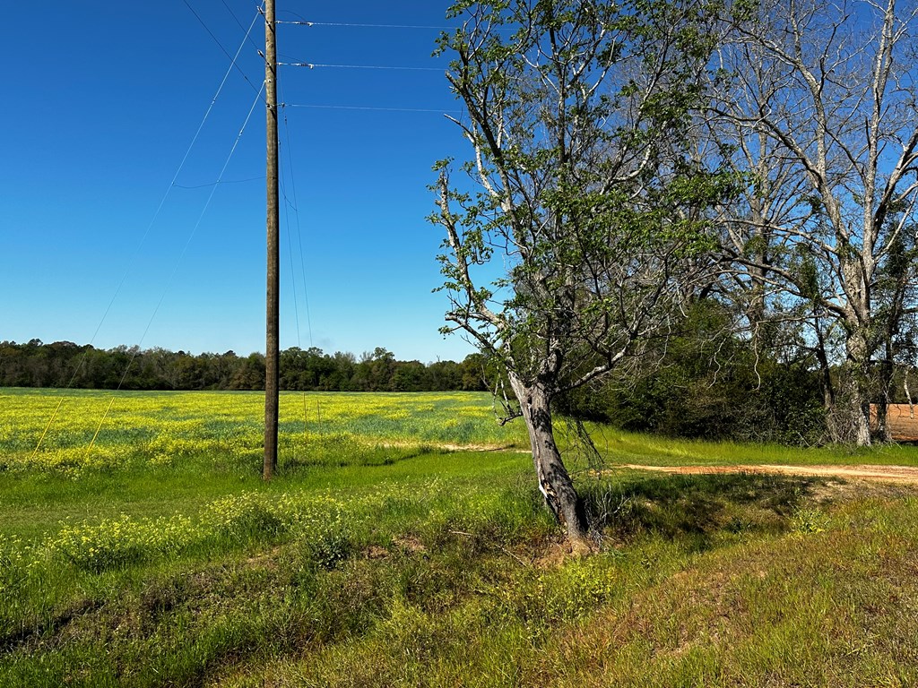31.5-acres Ramer Loop Cottonwood, AL 36320 - Photo 11 of 13