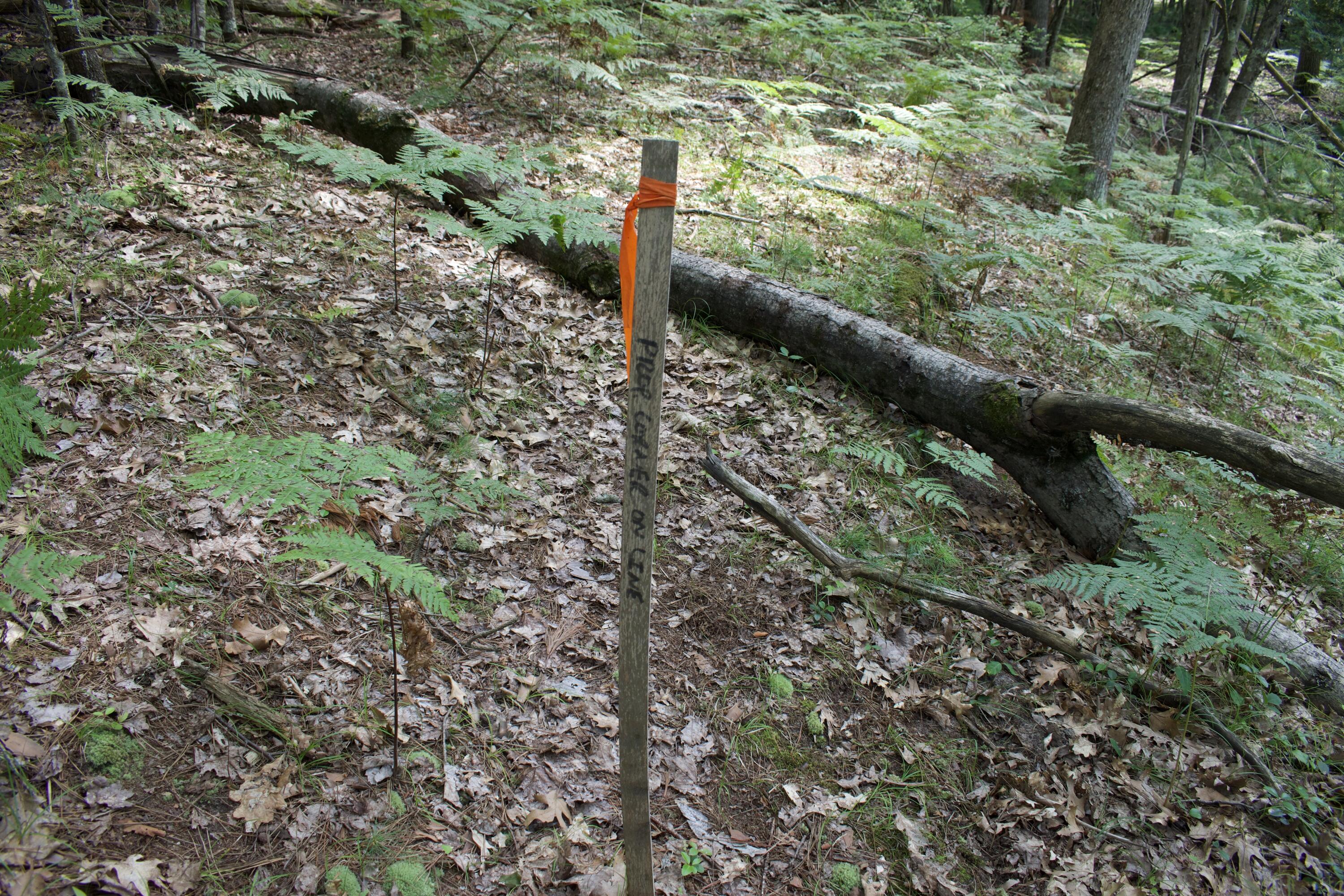 4573 North Able Road Irons, MI 49644 - Photo 21 of 24 DSC_4405
