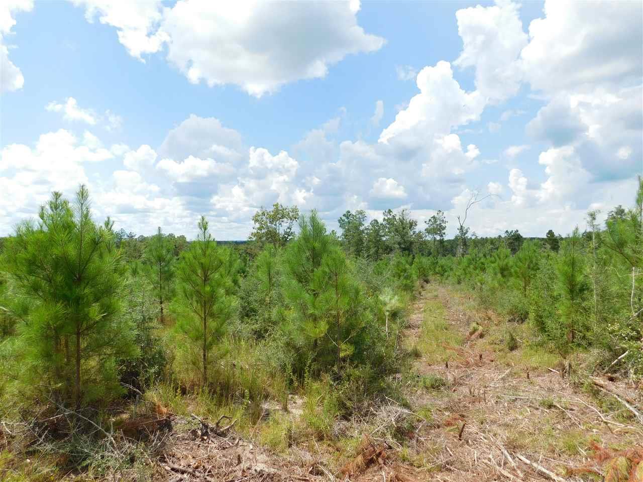 Lot 26-br Buffalo Ridge Road Pace, FL 32571 - Photo 8 of 9